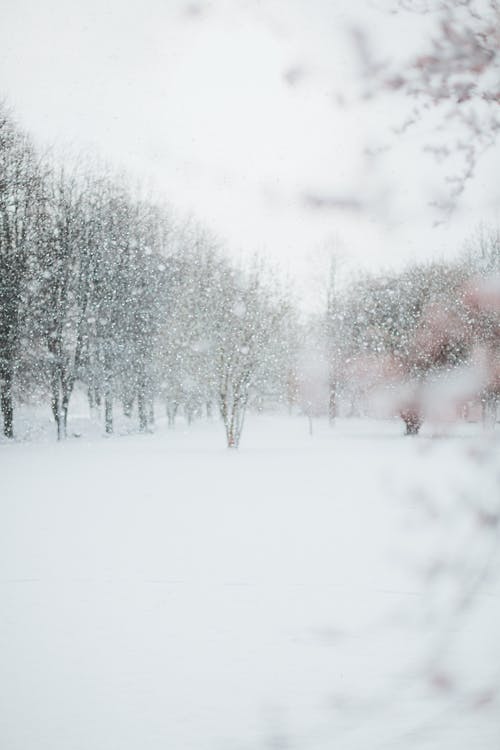 有关下雪, 下雪的天氣, 冬季的免费素材图片