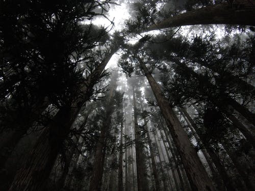 有关低角度拍攝, 原本, 森林的免费素材图片