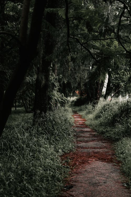 有关公園, 分支機構, 垂直拍摄的免费素材图片