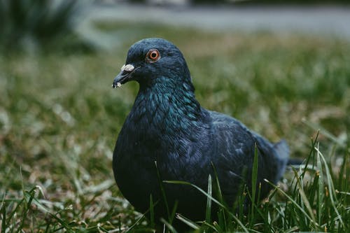 有关归巢鸽, 特写, 綠草地的免费素材图片