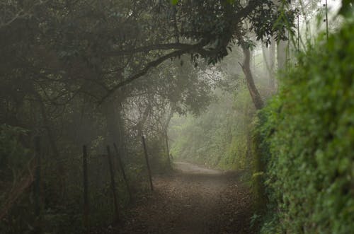 有关小徑, 戶外, 日光的免费素材图片
