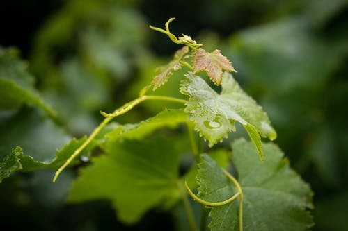 有关攀爬植物, 水滴, 濕氣的免费素材图片
