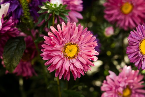 有关漂亮, 特写, 粉紅色的花的免费素材图片