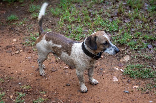 有关動物, 可愛, 可愛的的免费素材图片