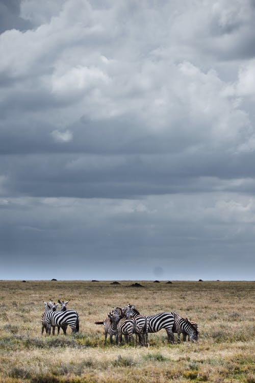 有关一群動物, 動物, 吃草的免费素材图片