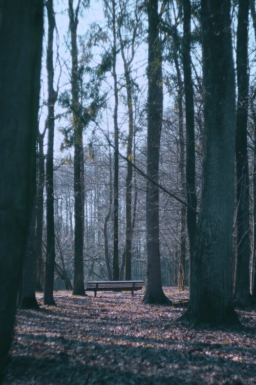 有关垂直拍摄, 木椅, 森林的免费素材图片