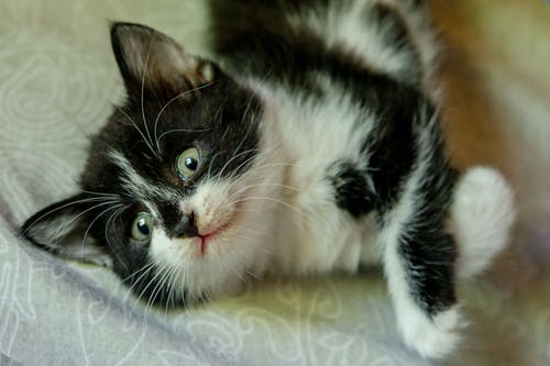 有关動物, 可愛, 可愛的的免费素材图片