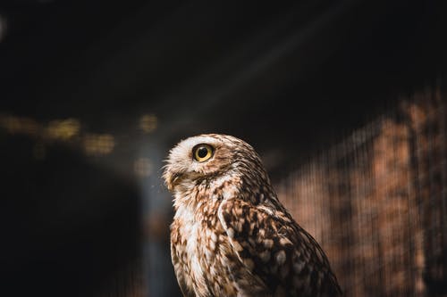 有关動物, 動物攝影, 小猫头鹰的免费素材图片