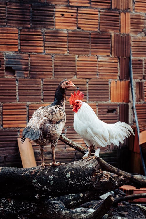 有关公雞, 動物攝影, 垂直拍摄的免费素材图片
