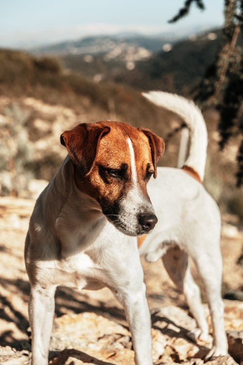 有关傑克羅素, 動物, 動物攝影的免费素材图片