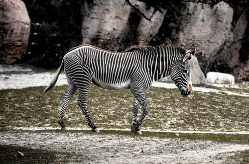 有关動物, 哺乳動物, 斑馬的免费素材图片