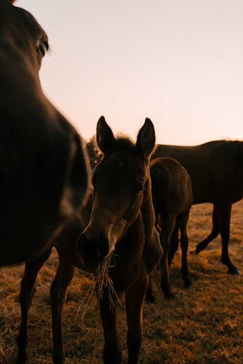 有关動物攝影, 垂直拍摄, 農場動物的免费素材图片