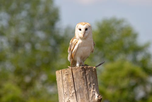 有关模糊背景, 羽毛, 貓頭鷹的免费素材图片