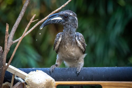 有关棲息, 特写, 犀鳥的免费素材图片
