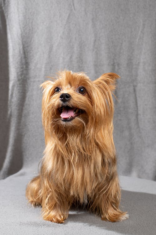 有关動物, 可愛, 哺乳動物的免费素材图片