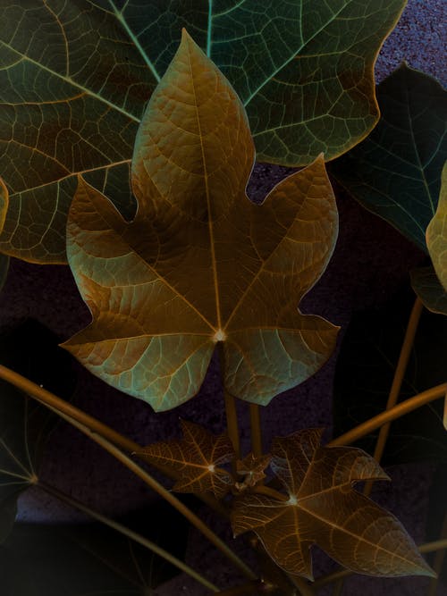 有关垂直拍摄, 天性, 植物學的免费素材图片