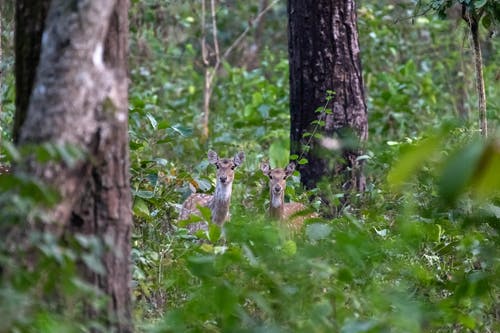 有关哺乳動物, 天性, 小鹿的免费素材图片