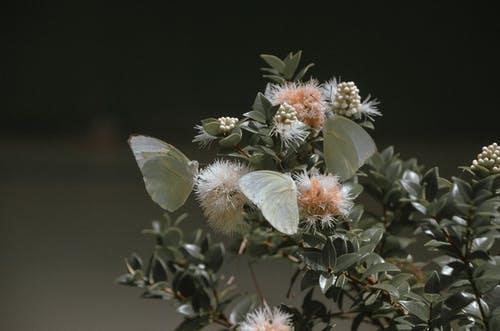 有关天性, 工厂, 授粉的免费素材图片