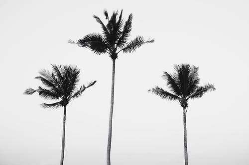 有关單色, 棕櫚樹, 灰階的免费素材图片