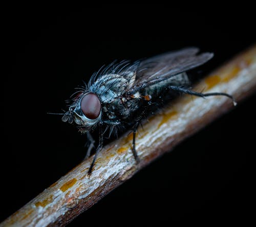 有关微距拍摄, 昆蟲, 棲息的免费素材图片