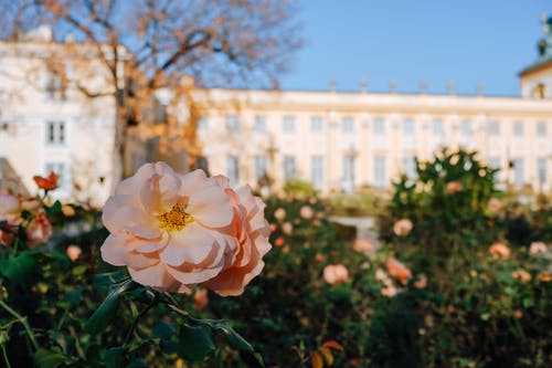 有关天性, 戶外, 植物群的免费素材图片