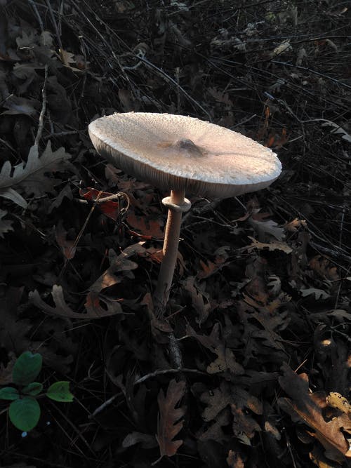 有关垂直的, 特写, 真菌的免费素材图片