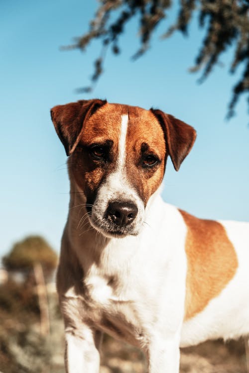 有关傑克羅素, 動物, 動物攝影的免费素材图片