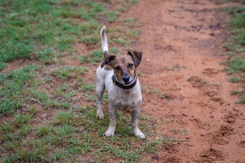 有关動物, 可愛, 可愛的的免费素材图片
