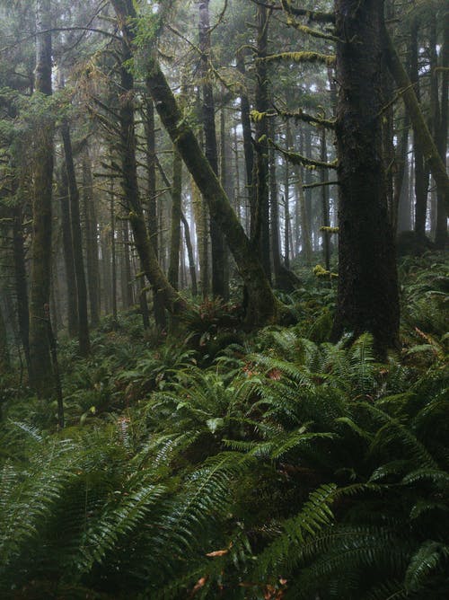 有关分支機構, 叢林, 多雨的的免费素材图片