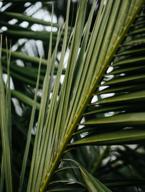 有关垂直拍摄, 壁紙, 棕櫚樹葉的免费素材图片