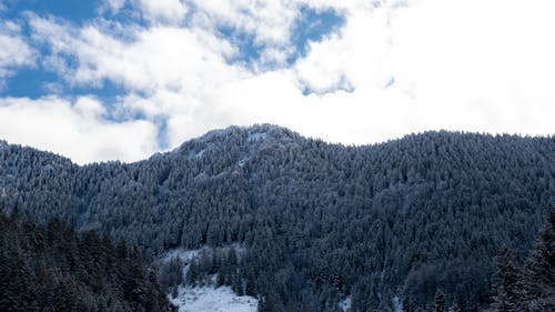 有关景觀, 森林, 樹木的免费素材图片