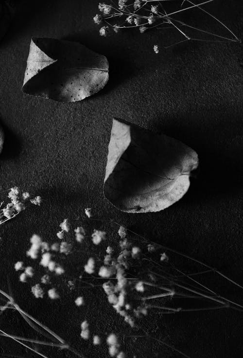 黑色纺织上的叶子的灰度照片 · 免费素材图片