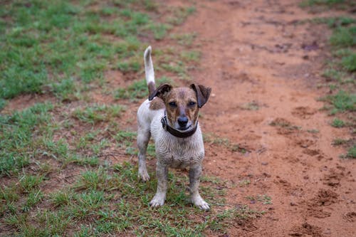 有关動物, 可愛, 可愛的的免费素材图片