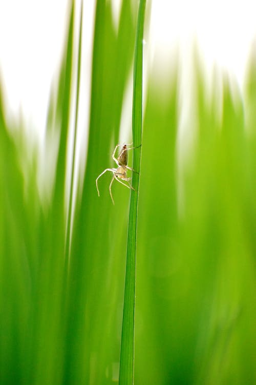 有关垂直拍摄, 天性, 戶外的免费素材图片
