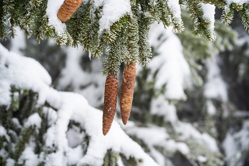 有关大雪覆盖, 掛, 樹葉的免费素材图片