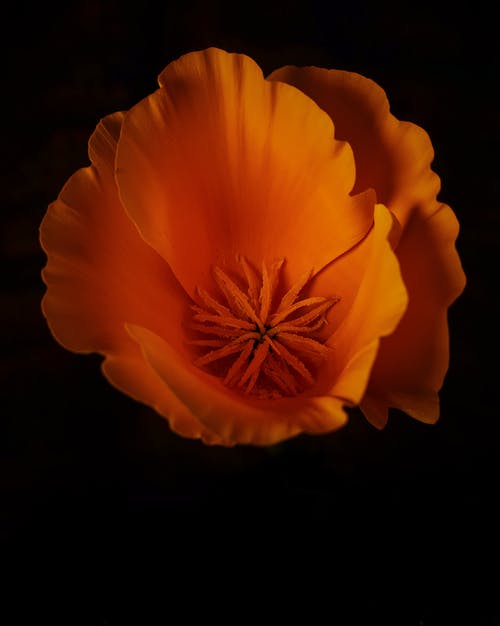 有关橘色的花, 特写, 綻放的花朵的免费素材图片