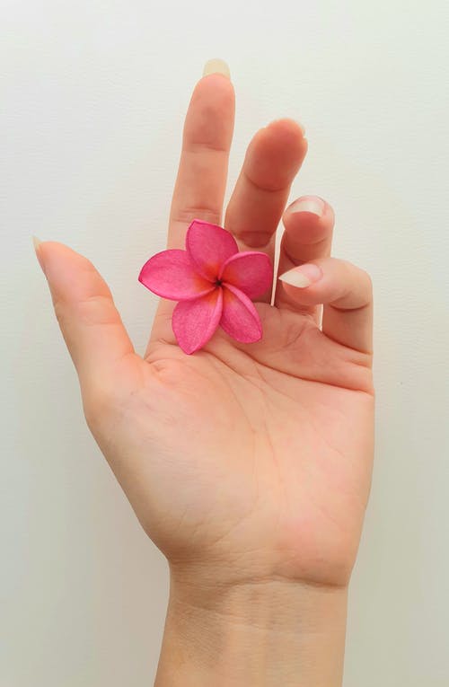 有关棕櫚, 特写, 粉紅色的花的免费素材图片