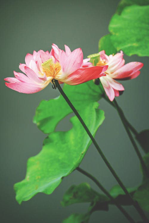 有关傾斜移位, 垂直拍摄, 新鮮的免费素材图片