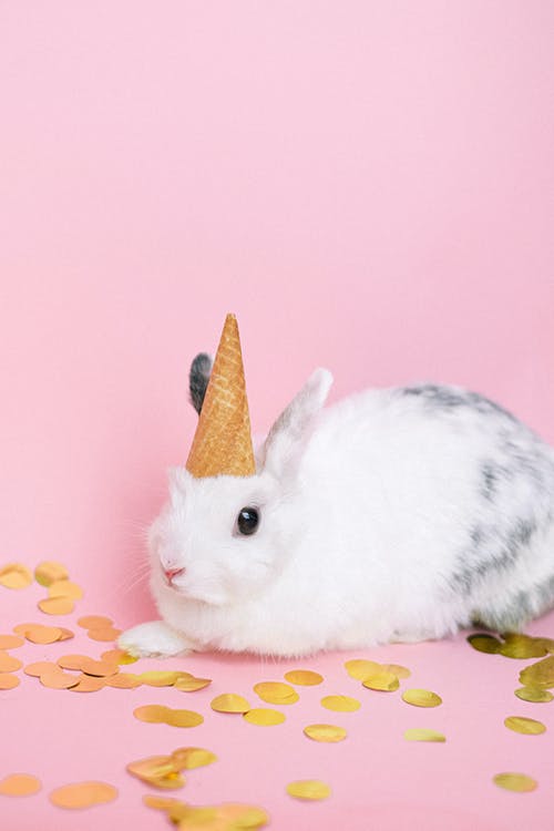 有关兔子, 冰淇淋甜筒, 動物的免费素材图片