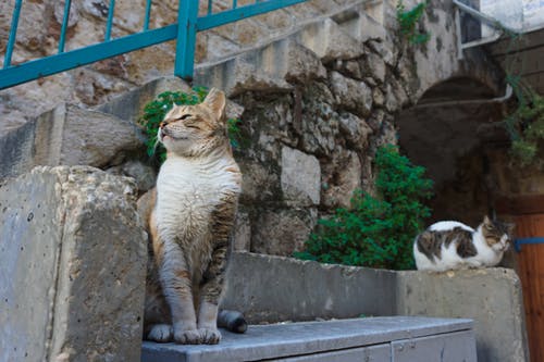 有关可愛, 可愛的, 哺乳動物的免费素材图片