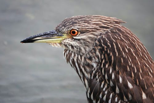 有关水鳥, 特写, 頭的免费素材图片