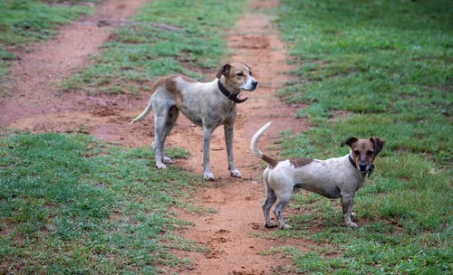 有关可愛, 可愛的, 小狗的免费素材图片