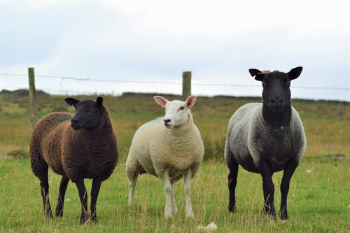有关動物攝影, 哺乳動物, 牧場的免费素材图片
