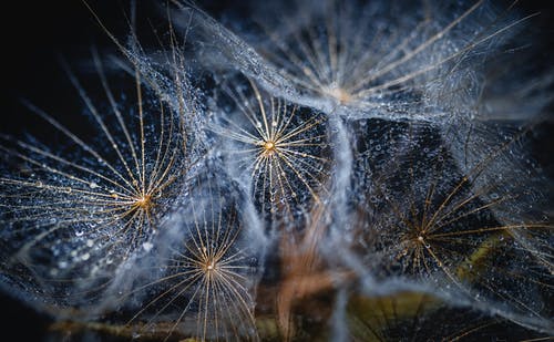 有关冬季, 微距攝影, 毛茸茸的的免费素材图片