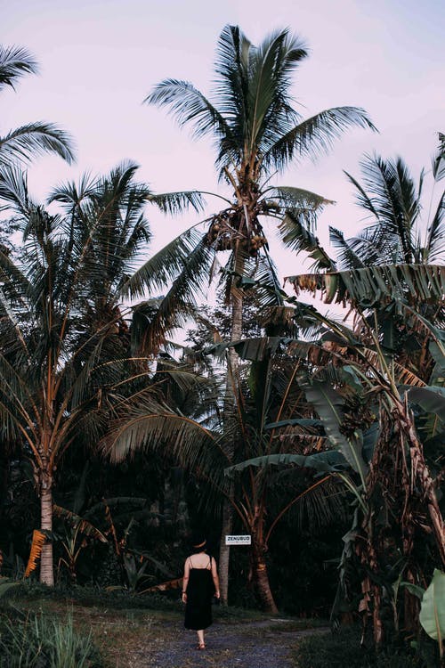 有关棕櫚樹, 熱帶, 远射的免费素材图片