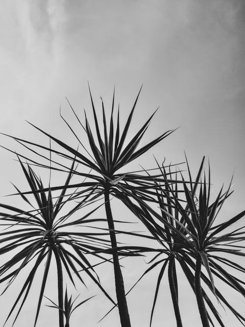 有关垂直拍摄, 戶外, 植物的免费素材图片