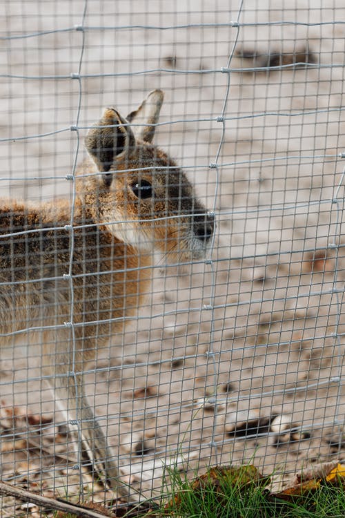 有关動物, 囓齒動物, 围栏的免费素材图片