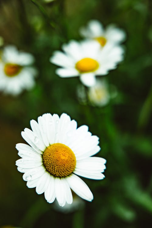 有关垂直拍摄, 微妙, 微距攝影的免费素材图片