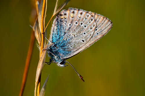 有关polyommatus icarus, 天性, 天線的免费素材图片