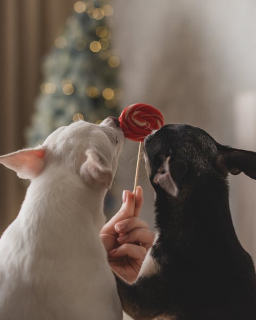 有关動物, 哺乳動物, 垂直拍摄的免费素材图片